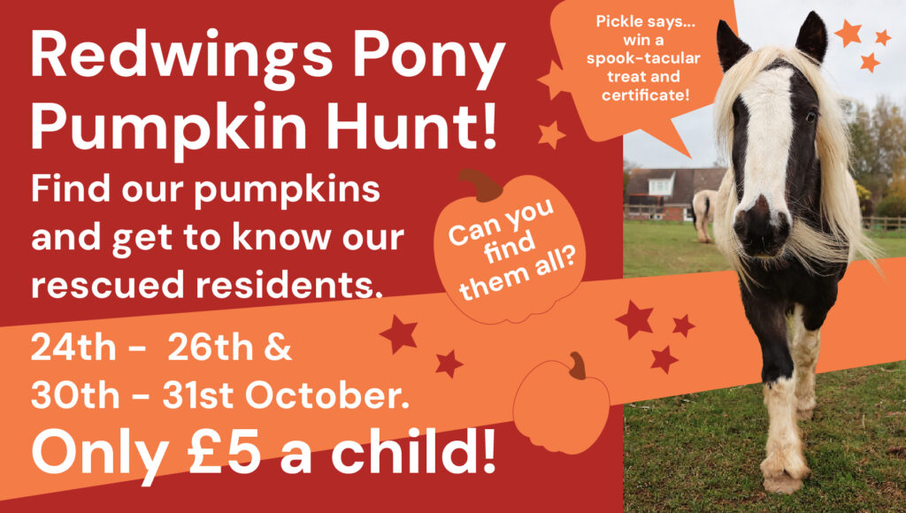 Pony Pumpkin Hunt