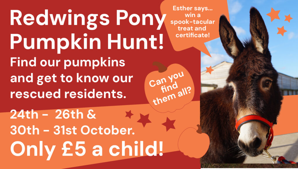 Pony Pumpkin Hunt