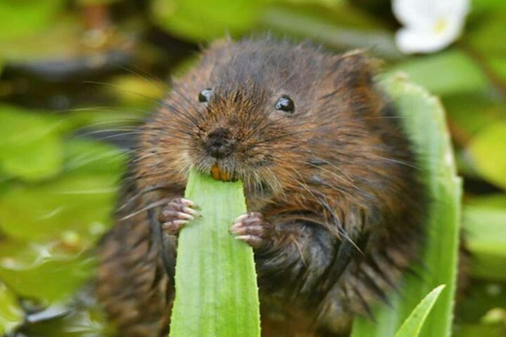 Broads Authority Volunteer Action Day - Whitlingham Marsh
