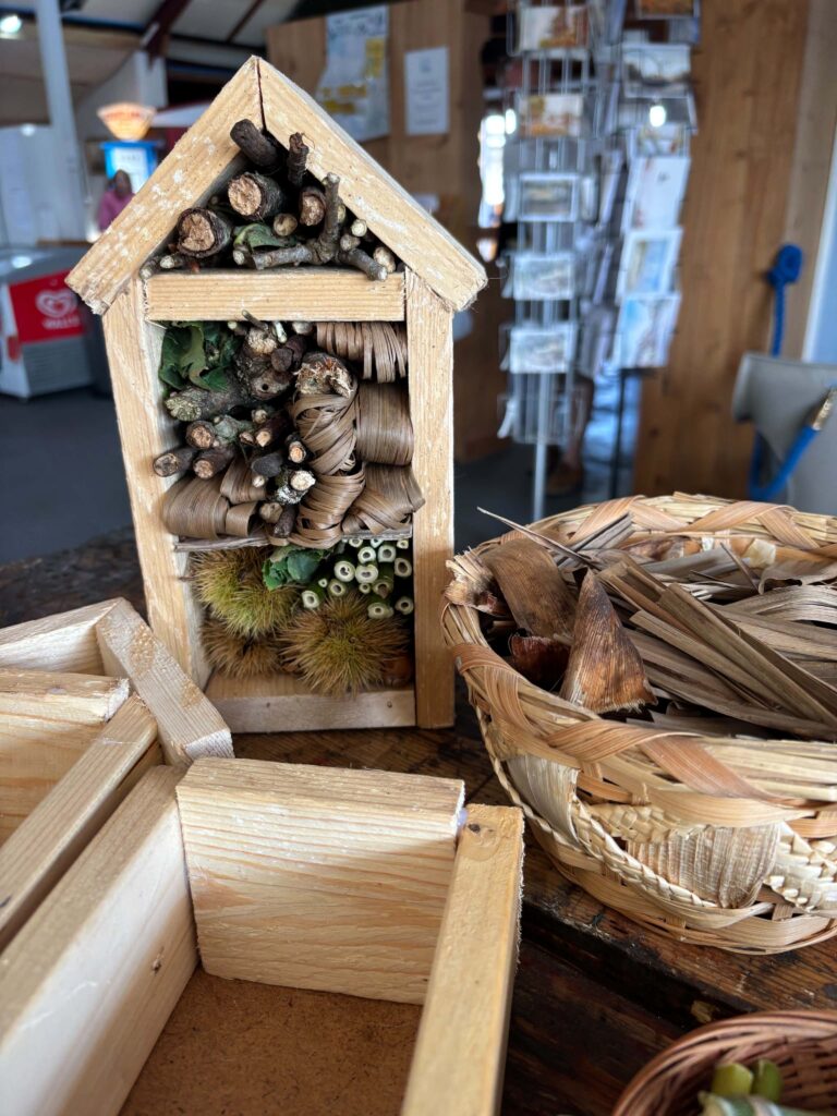 🍂 HIDDEN HABITATS & CURIOUS CRAFTS! Autumn Trail