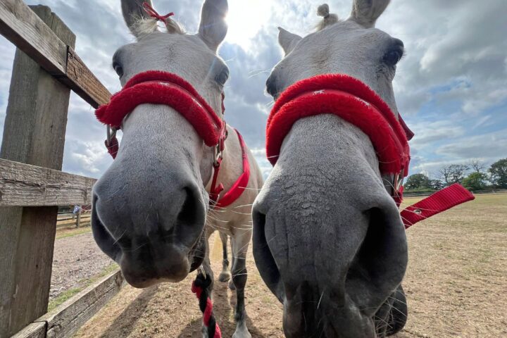 close up of two white ponies faces, they have red bridals