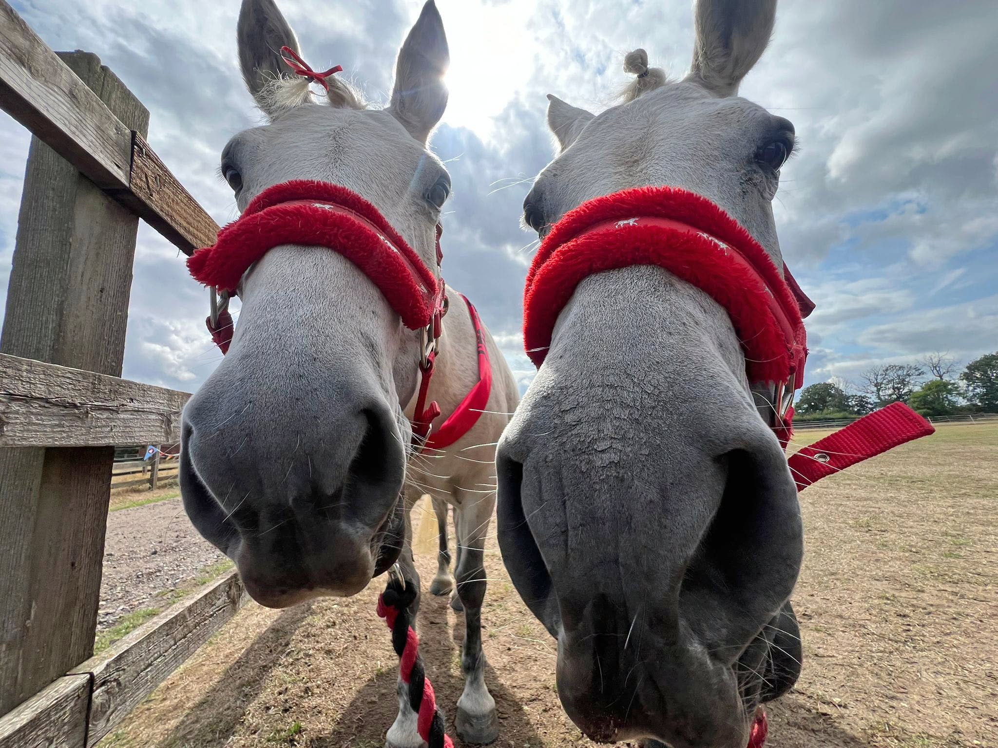 close up of two white ponies faces, they have red bridals